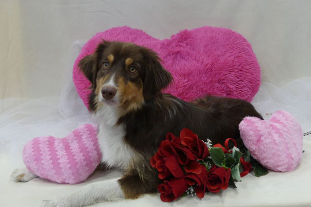 Valentine's for vets Valentine's Pet Photos | Humane Society London & Middlesex
