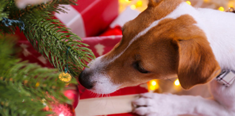 6 Ways to Help HSLM Shelter Pets This Holiday