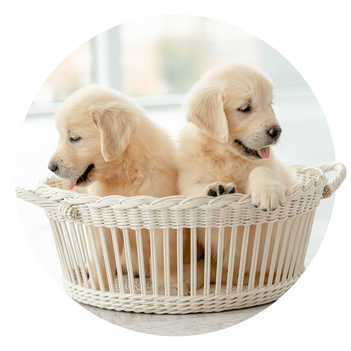 Two puppies in a basket