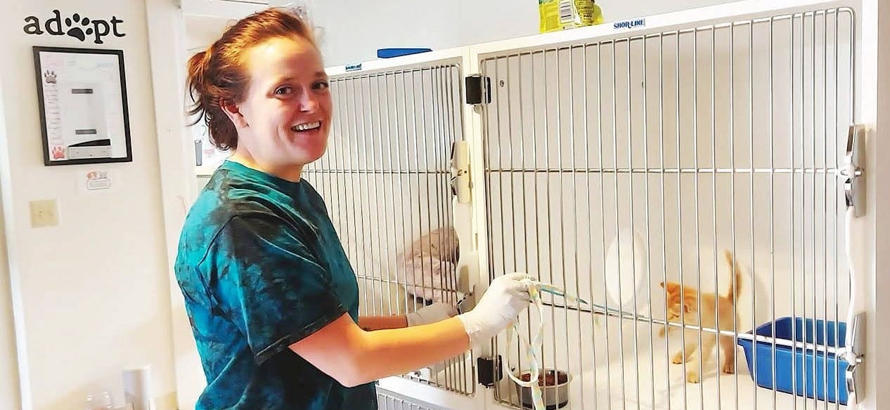 Staff feeding a kitten in an animal condo.