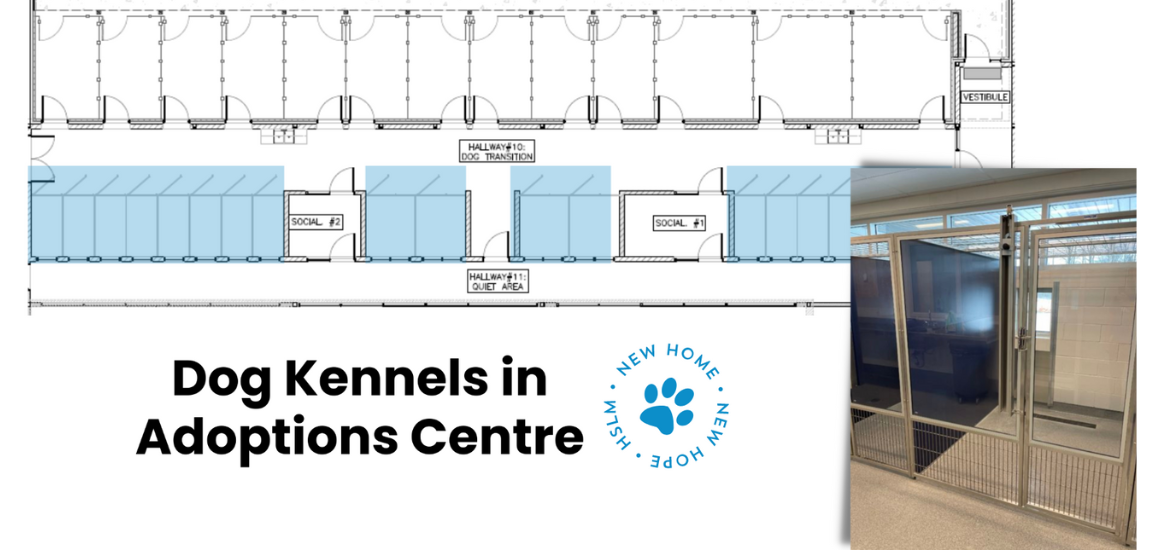 Dog Kennels in Adoptions Centre. New home, new hope.
