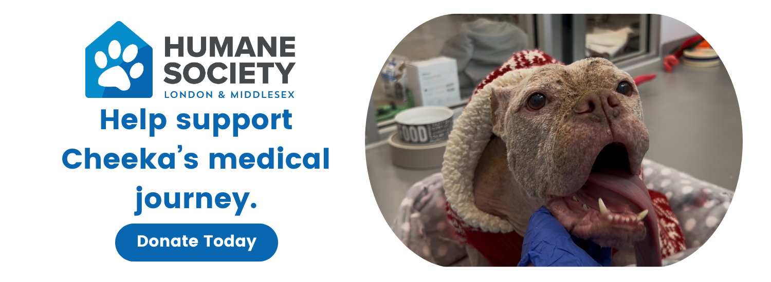 Hslm Cheeka | Humane Society London & Middlesex