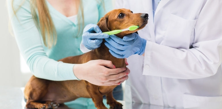 Your Pet’s Oral Health is Vital To Their Overall Health