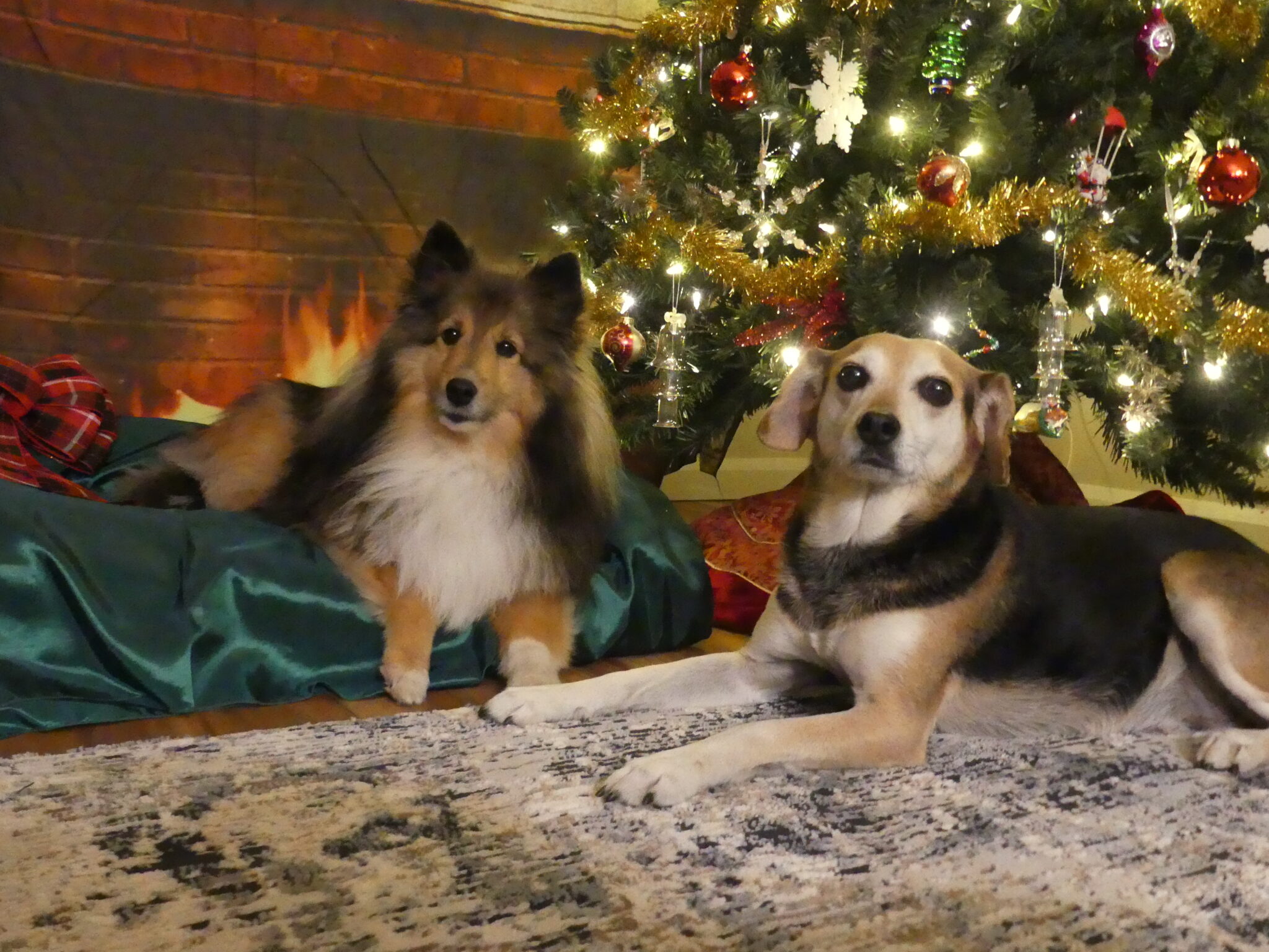 Hslm Pet Christmas Photos at Pet Valu Highbury | Humane Society London ...