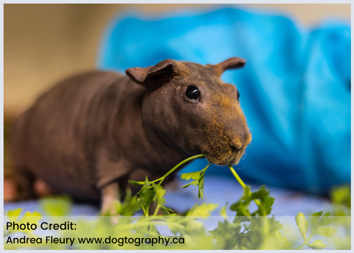 near me skinny pig rescue