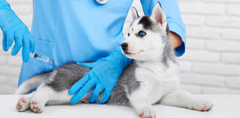 The Importance of Rabies Prevention for Pets