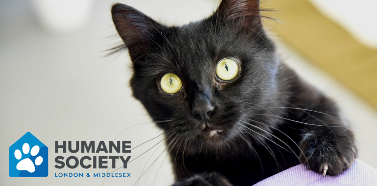 UPDATE: Transition to Old Oak Animal Campus (Feb 10th)