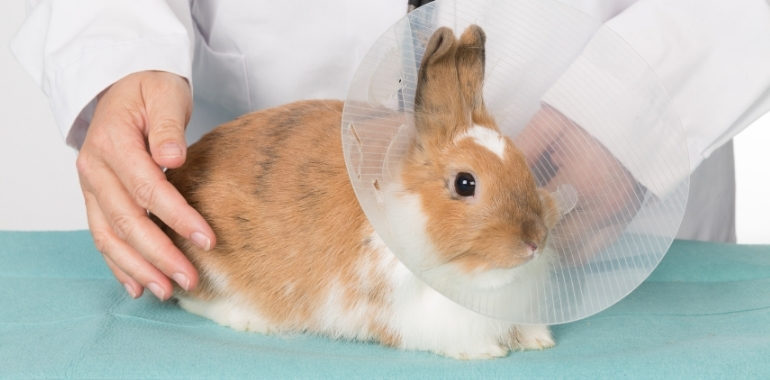 World Spay Day: The Importance of Spaying & Neutering Rabbits