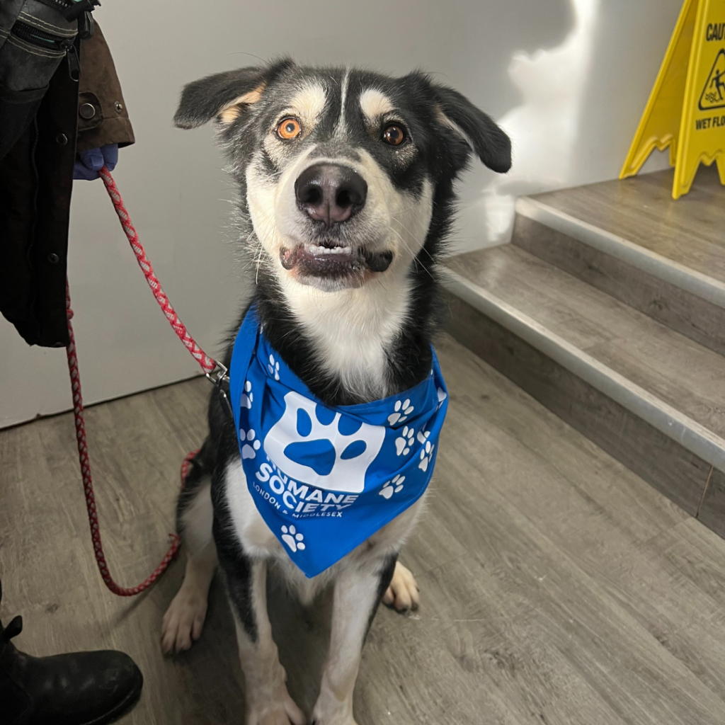 Help these dogs find their forever homes | Humane Society London ...