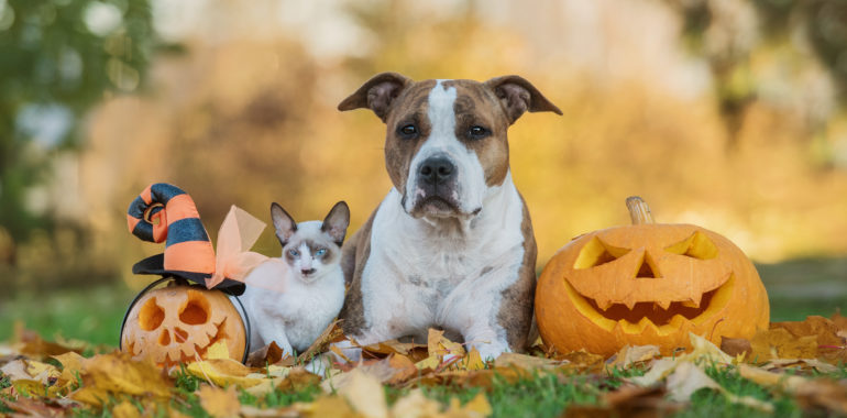Halloween Safety Tips for Your Pets
