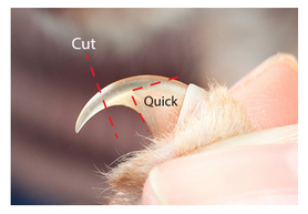 Pet Nail Care: More Important Than You May Think | Humane Society ...