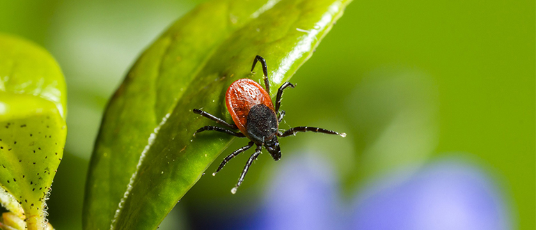 The Dangers of Ticks for Pets